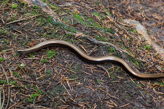 Slowworm Anguis fragilis photographed with shallow depth of field. Macro photo