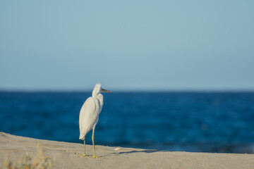 white egret standing on the sandy beach during storm and looks to the sea