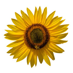 sunflower detail front view in the sun isolated