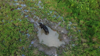 Obraz premium Baby Calf Drinking Mother's Milk at paddy. buffalo Feeding to her Calf’s. Close up. Aerial View. Drone view. Agriculture field. South Asia. Buffalo- mother and calf.