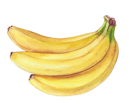Watercolor bunch of bananas on white