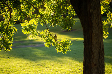 Australian noisy miner bird perched on a tree branch during sunset golden hour