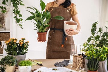 Waking up indoor plants for spring. Midsection of woman. Faceless Female gardener holding plant white peace lily, spathiphyllum and pot for repotting working at workshop. Planting of home green plants - Powered by Adobe