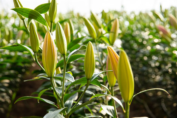 Fototapeta na wymiar Lily flower in garden. Lily is in the greenhouse