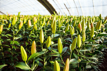 Fototapeta premium Lily flower in garden. Lily is in the greenhouse