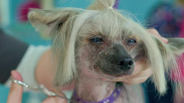 cute chinese crested dog getting groomed at salon. Professional cares for a dog in a specialized salon. Groomer's hands with scissors. The dog looks into the frame.