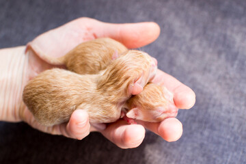 a small newborn kitten in the hands of a person, the offspring of a domestic cat, new life,...