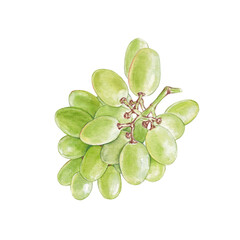 Watercolor illustration of green grapes 