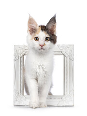 Pretty blue tortie Maine Coon cat kitten, standing in white empty image frame. Looking towards camera. Isolated on a white background.