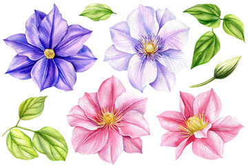 Set flowers isolated white background. Watercolor illustrations pink and purple blooming clematis. Colored flora design