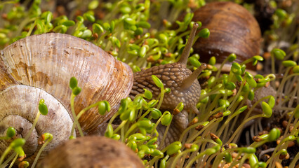 Weinbergschnecke