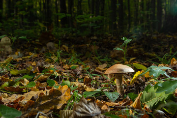 Gymnopus hariolorum mushrooms on the old stump