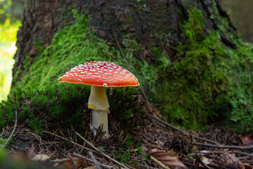 Amanita Muscaria, poisonous mushroom. Photo has been taken in the natural forest background