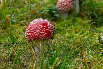 Red Wild Amanita Muscaria Mushroom. A red Amanita Muscaria mushroom growing in the wild