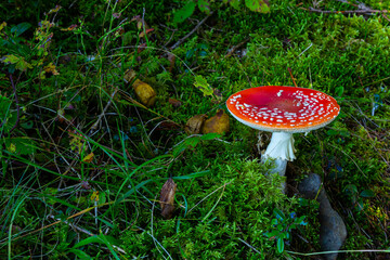 Amanita Muscaria, poisonous mushroom. Photo has been taken in the natural forest background