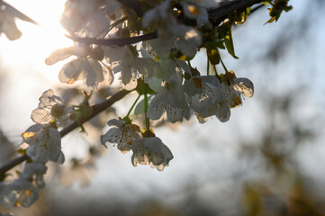 Kirschblüte