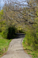 road in the forest