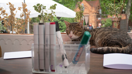 Freelance illustrator workplace in outdoor cafe. The local cat lies on the table.