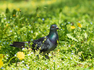 野花をつまむドバト