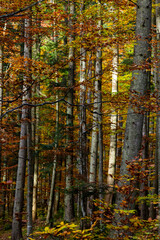 Obraz na płótnie Canvas Tall trees of the Carpathian forests, nature reserve in the Carpathians, Ukrainian forests and reserves. Autumn landscape in the forest