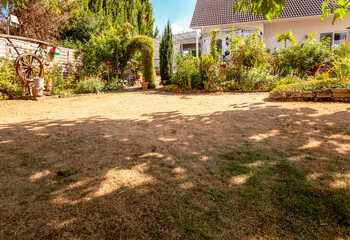 lawn in garden dry and dead. Pests and disease and sun cause amount of damage to green lawns....