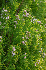 green fern background