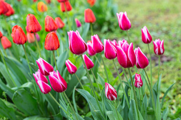 tulips in spring