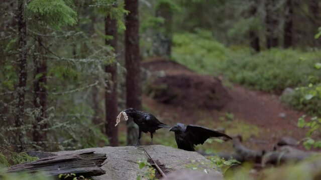 All-black ravens land on rock in pristine woods, one flies off with food, slomo