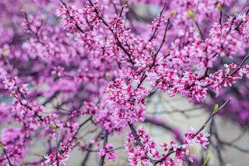 pink blossom in spring