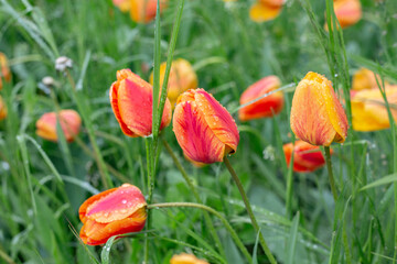 red and yellow tulips