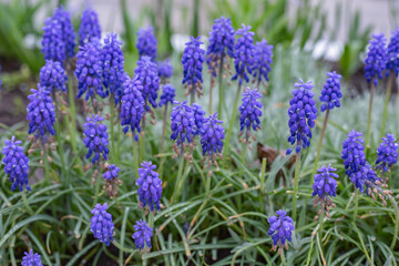 muscari