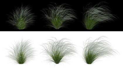 Mexican feather grass set png alpha channel front view