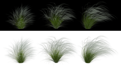 Mexican feather grass set png alpha channel front view