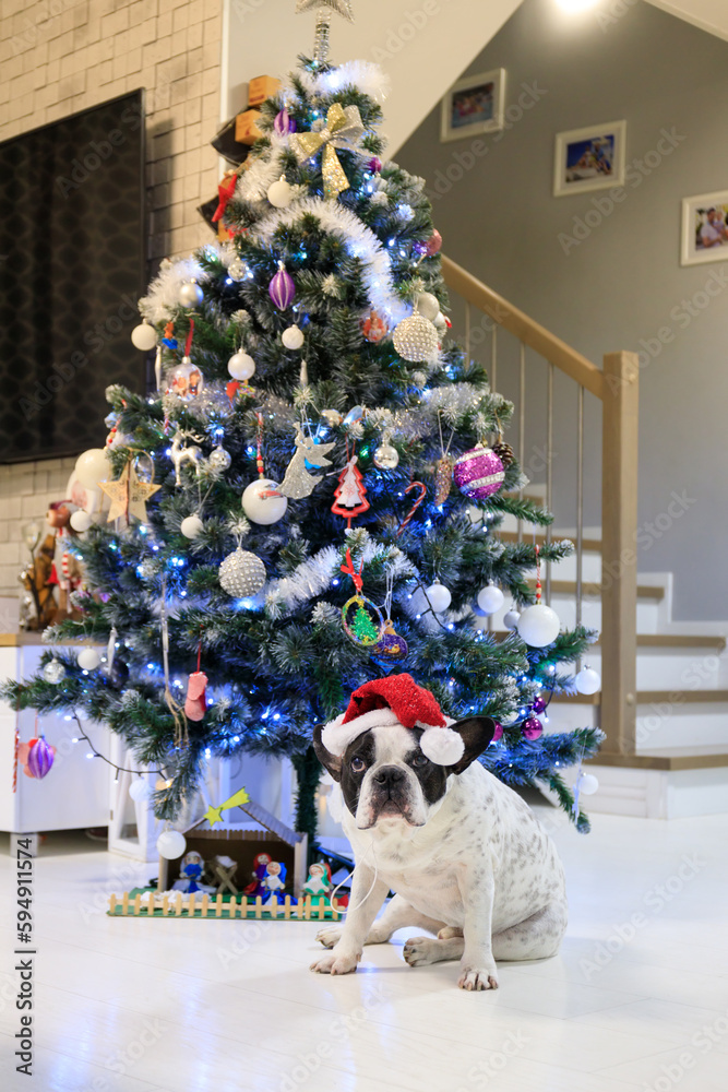 Wall mural French bulldog dressed up in santa hat under the Christmas tree