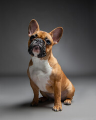 French bulldog sits and looks at camera. Purebred dog in studio on gray background. Portrait of playful pet, side view