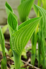 ギボウシの新芽