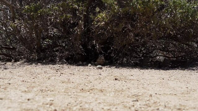 slow motion of cute little Degus, Octodon, rodents native to South America. Group of Degu sitting at their den in the arid landscape of the atacama desert in Chile at chinchilla sanctuary.