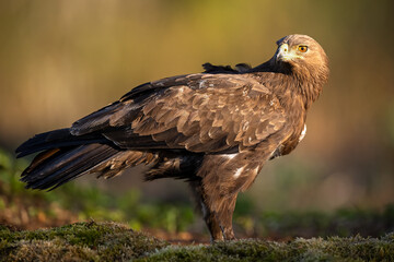 Greater spotted eagle (Clanga clanga) in the forest scenery