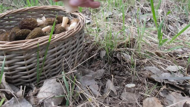 A mushroom picker found a morchella esculenta mushroom in the forest in the spring, cut it off with a knife and put it in a basket. High quality 4k footage