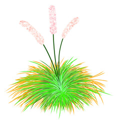 pink flower of grass drawing line art transparent background 