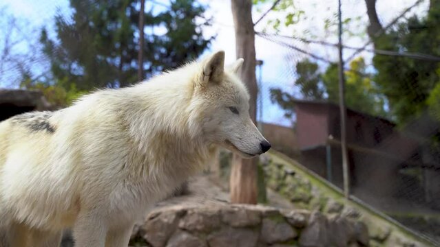 Arctic wolf inside the cage at Belgrade Zoo 4K. Belgrade, Serbia - April 2, 2023.