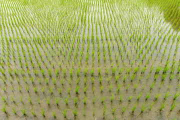 fresh little green paddy field horizontal composition