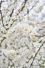 cherry blossom in spring