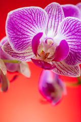 blooming orchids on a red background vertical composition