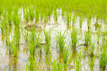 Obraz premium fresh little green paddy field horizontal composition
