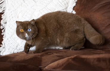 Edle Britisch Kurzhaar Katzen - imposant und selten  Odd eyed