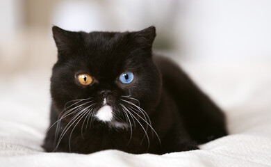 Edle Britisch Kurzhaar Katzen - imposant und selten  Odd eyed