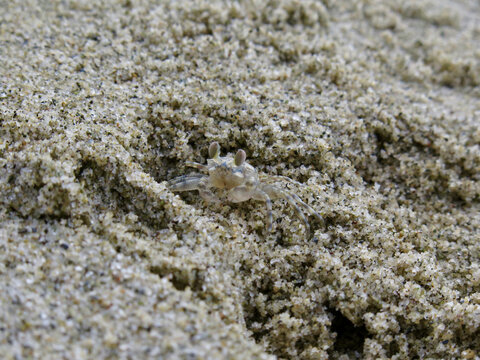 Crab on the beach. Little crab on the sandy beach.