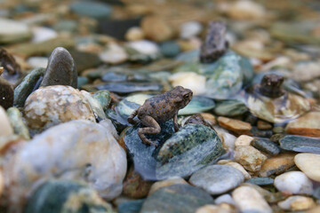 Frog near the water. Little frog on a stone in the river.