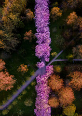 Drone shot of cherry blossom trees